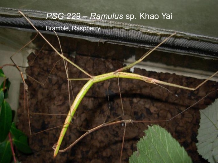 PSG 229 Ramulus sp. Khao Yai adult pair mating