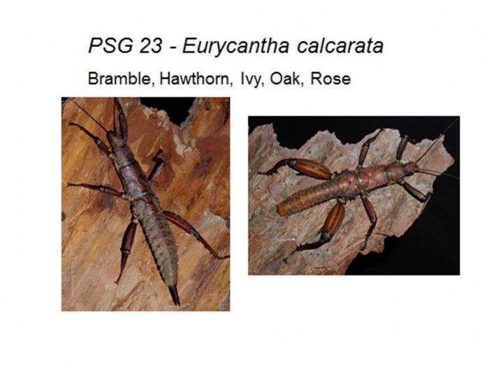 PSG 23 Eurycantha calcarata adult female and male