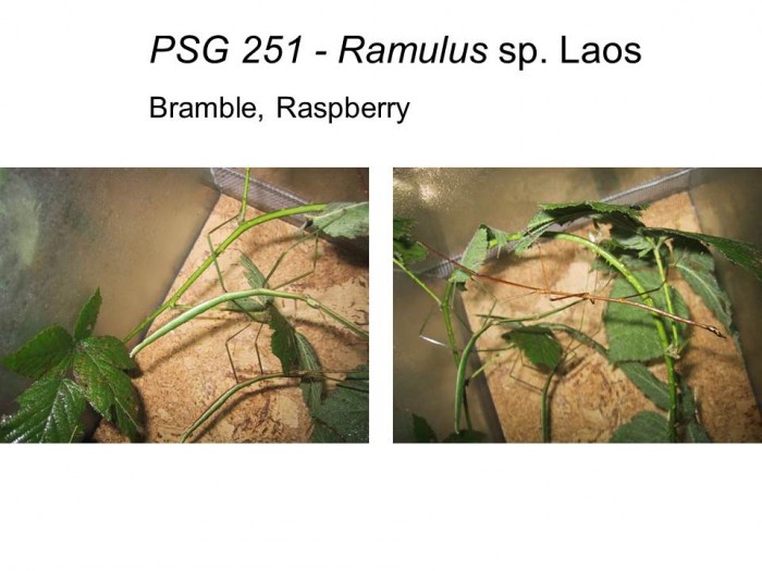 PSG 251 Ramulus sp. Laos adults female and male