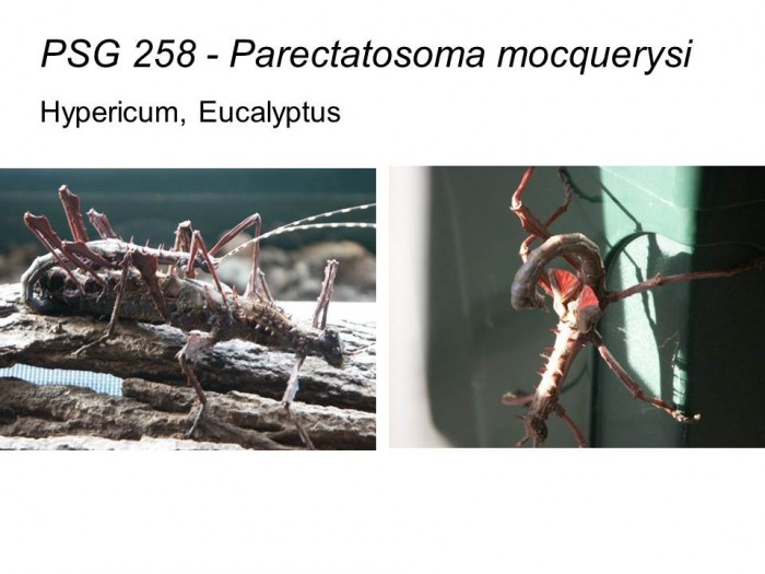 PSG 258 Parectatosoma mocquerysi mating pair and defensive display