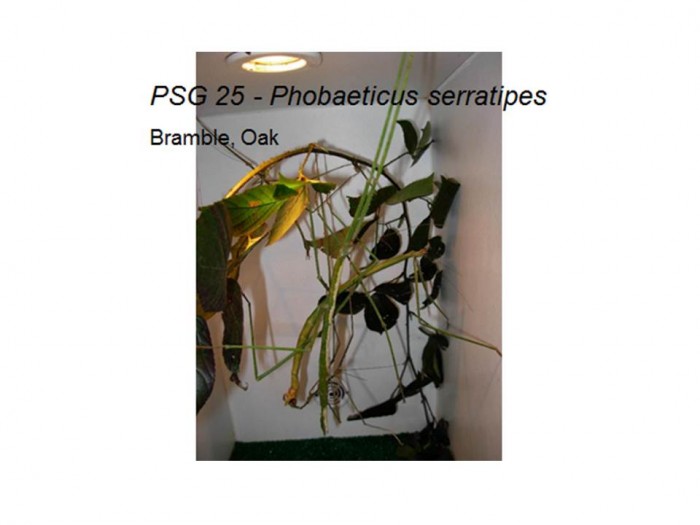PSG 25 Phobaeticus serratipes adult pair mating plus adult female