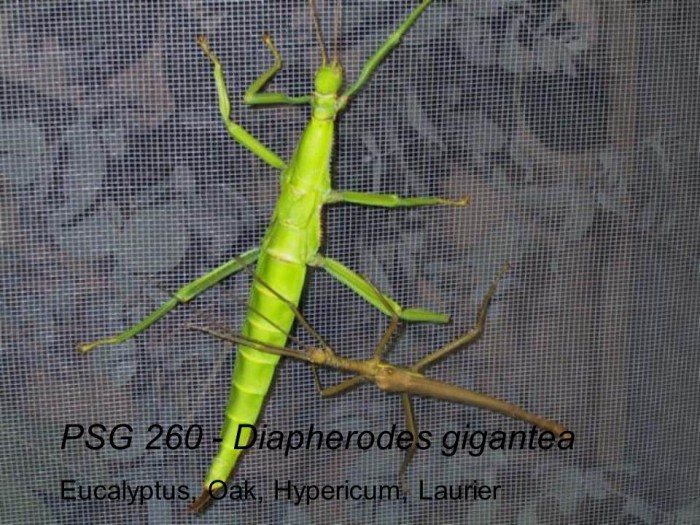 PSG 260 Diapherodes gigantea adult pair
