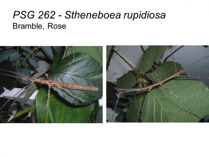 PSG 262 Stheneboea repudiosa adult male and female