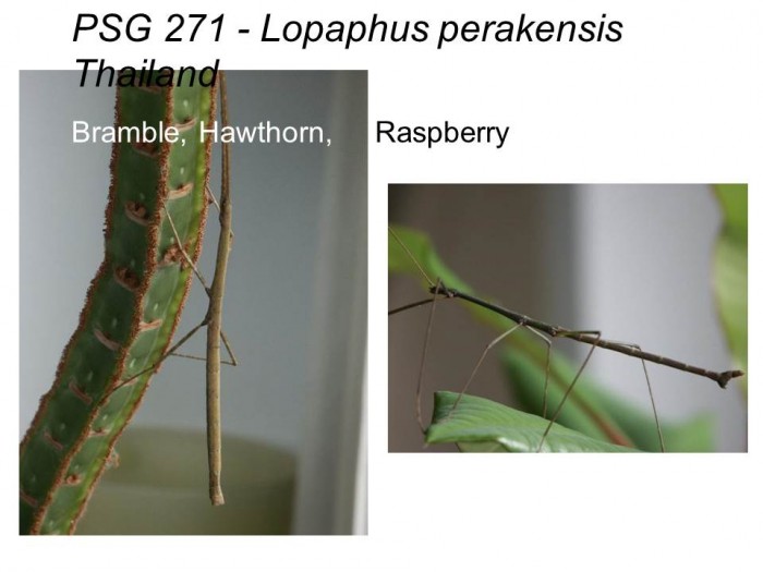 PSG 271 Lopaphus perakensis adult male and female