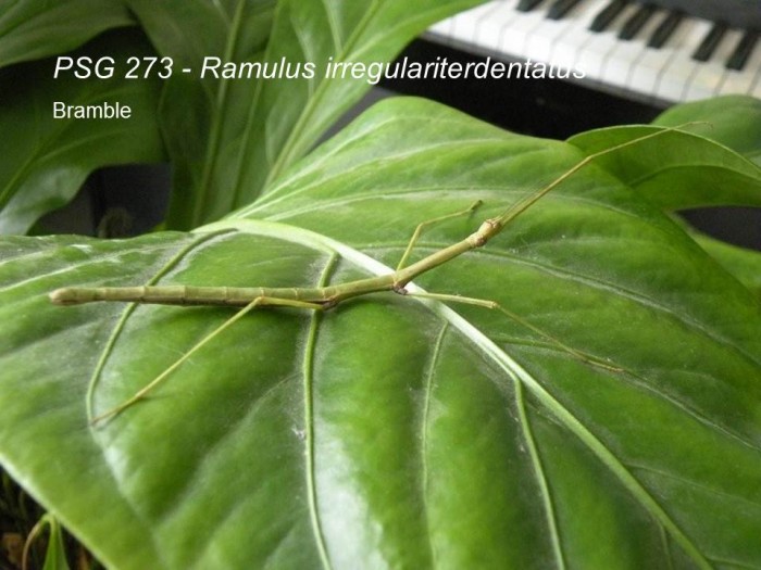 PSG 273 Ramulus irregulariterdentatus adult female