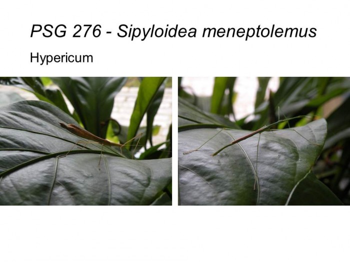 PSG 276 Sipyloidea meneptolemus adult male and female