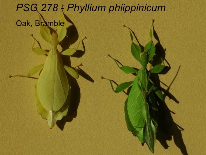 PSG 278 Phyllium (Phyllium) philippinicum adult pair mating and yellow colour form