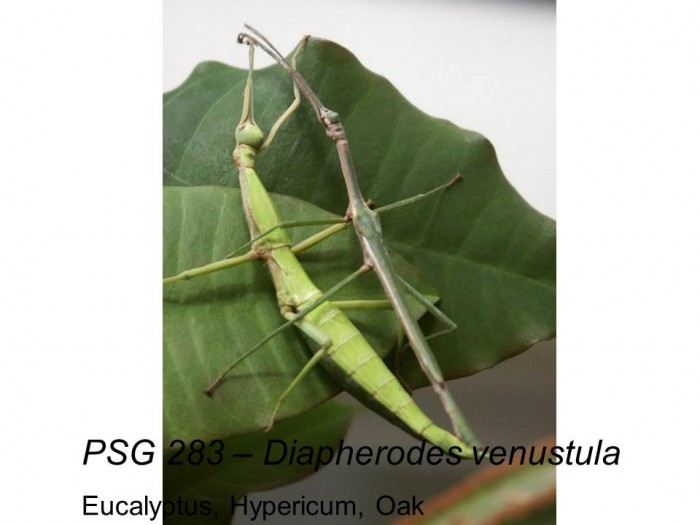 PSG 283 Diapherodes venustula adult pair mating