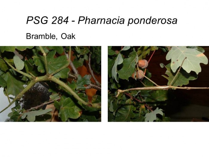 PSG 284 Pharnacia ponderosa adult male and female