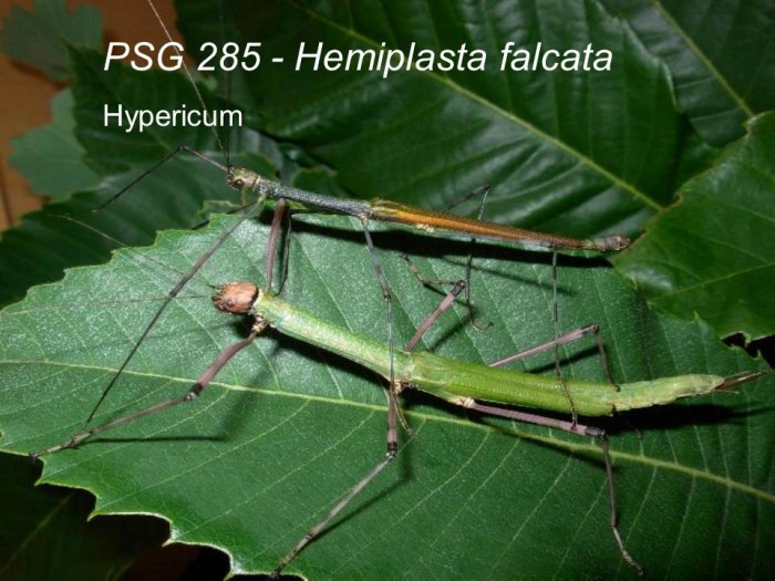 PSG 285 Hemiplasta falcata adult pair