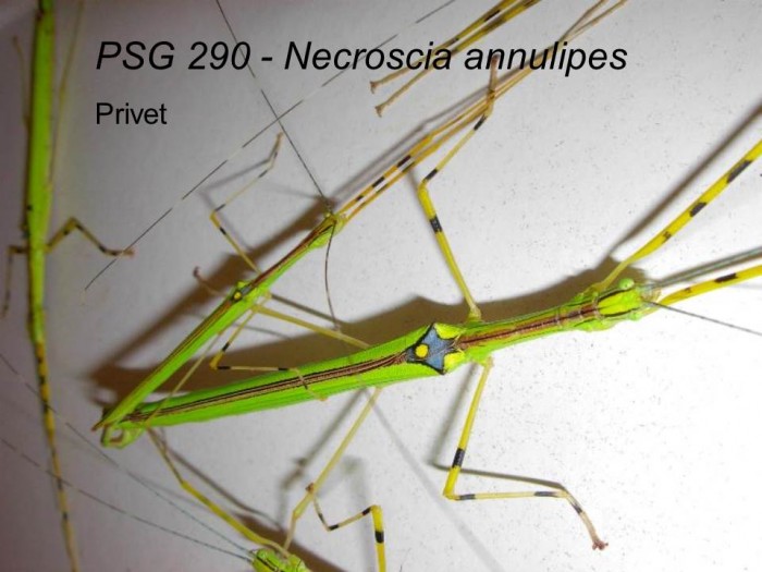 PSG 290 Necroscia annulipes adult pair mating