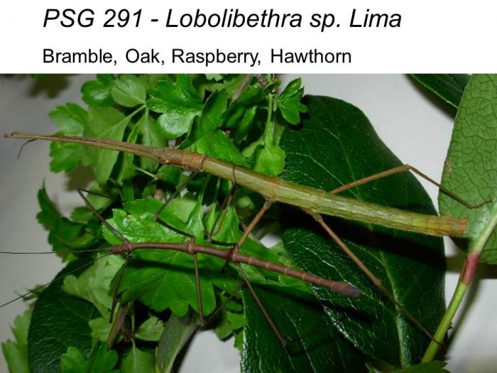 PSG 291 Lobolibethra sp. Lima adult pair