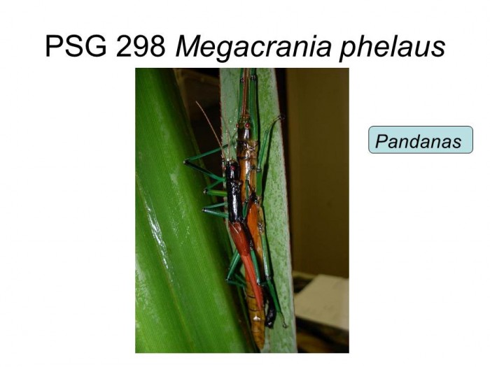 PSG 298 Megacrania phelaus adult pair mating