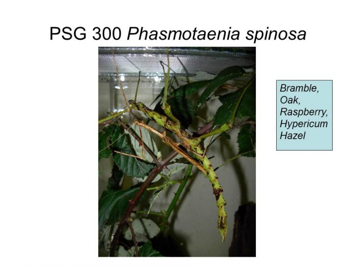 PSG 300 Phasmotaenia spinosa adult pair mating