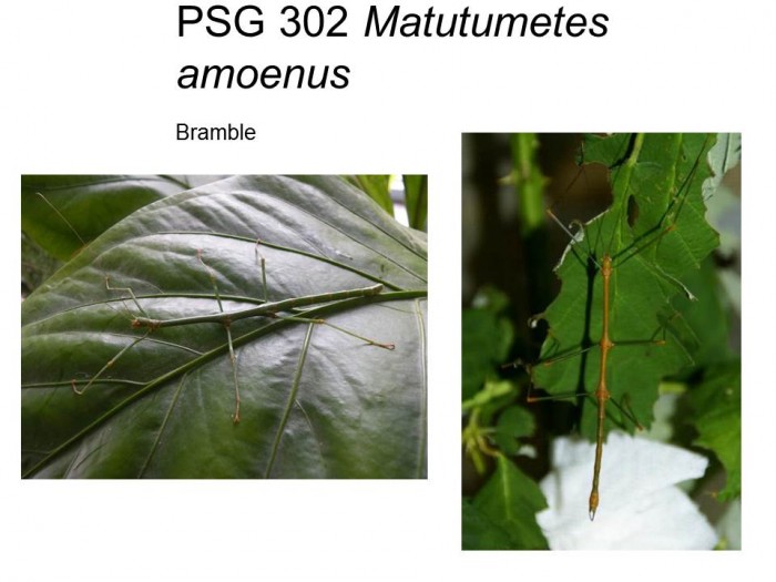 PSG 302 Matutumetes amoenus adult male and female