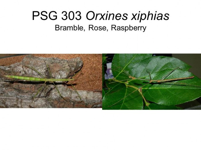 PSG 303 Orxines xiphias adult male and female