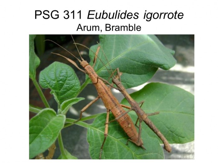 PSG 311 Eubulides igorrote adult pair