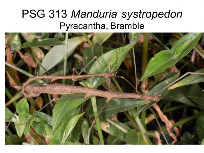 PSG 313 Manduria systropedon adult pair