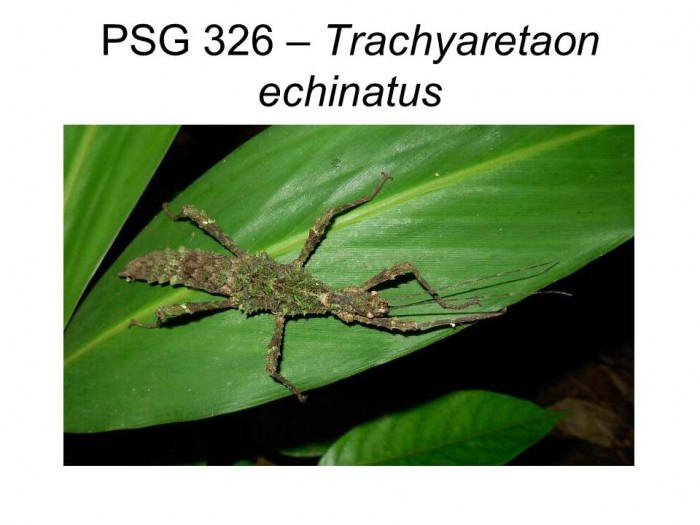 PSG 326 Trachyaretaon echinatus adult female