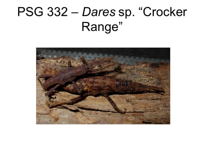 PSG 332 Dares sp. "Crocker Range" mating pair