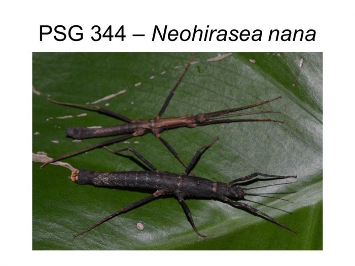 PSG 344 Neohirasea nana adult pair