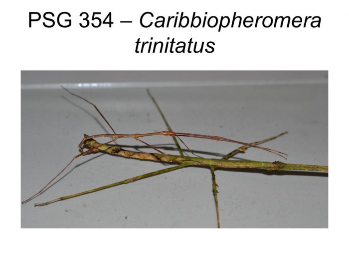 PSG 354 Caribbiopheromera trinitatis mating pair