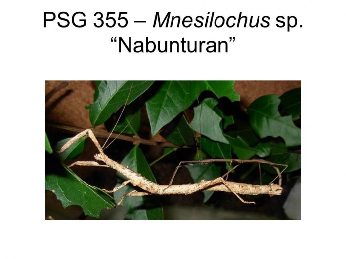 PSG 355 Mnesilochus sp. "Nabunturan" mating pair