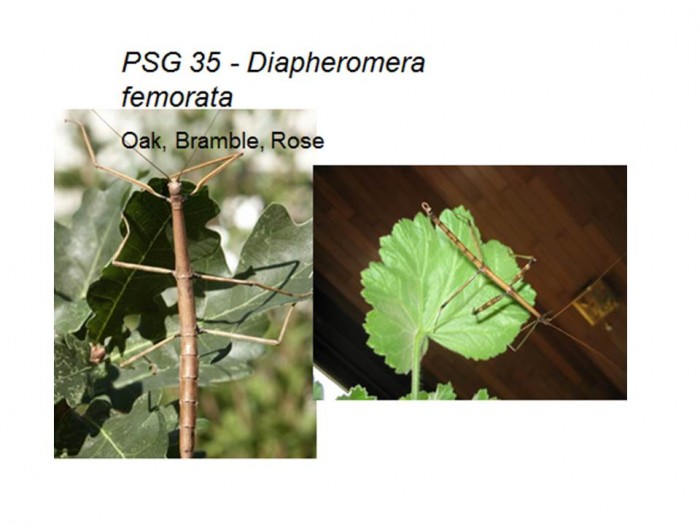 PSG 35 Diapheromera (Diapheromera) femorata adult female and male