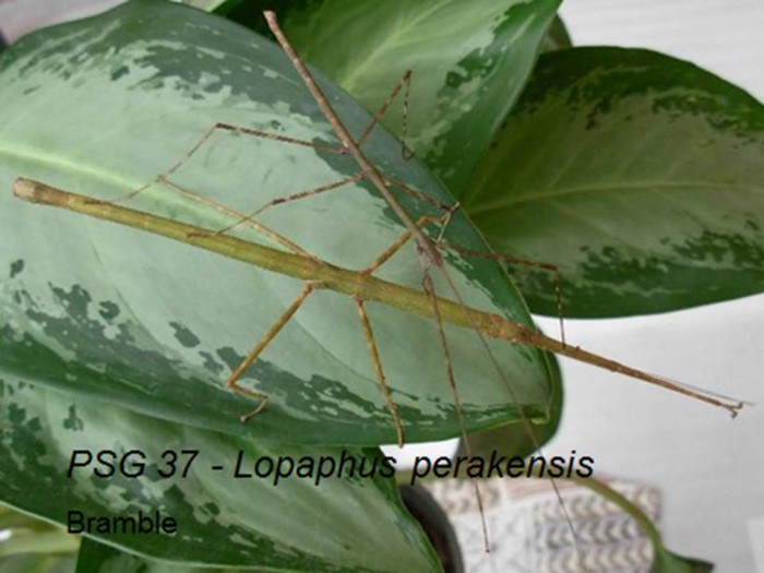 PSG 37 Lopaphus perakensis adult female and male