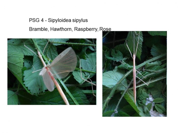 PSG 4 Sipyloidea sipylus adult (female)