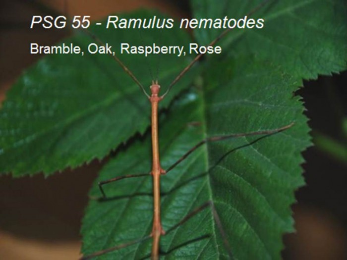 PSG 55 Ramulus nematodes on bramble