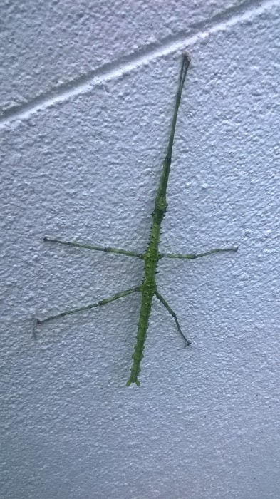 Unknown green and prickly phasmid on a white background