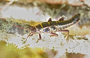 Agathemera elegans ad male - coastal mountain range (Nahuelbuta National Park) Chile Copyright © Pedro Vargas