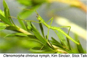 Ctenomorpha chronus nymph Copyright © Kim Sinclair