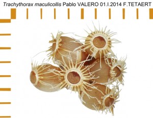 PSG 160 Trachythorax maculicollis ova2