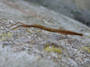 PSG 1 Indian stick insect St Agnes