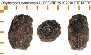 PSG 214 Diapherodes jamaicensis ova