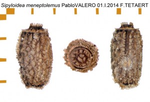 PSG 276 Sipyloidea meneptolemus ova