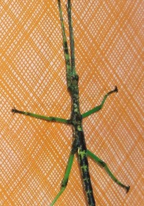 PSG 83 Rhaphiderus scabrosus male zoom