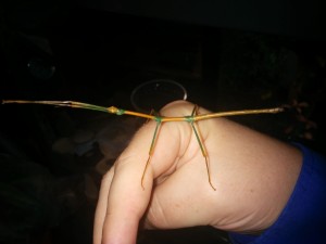 Unknown adult phasmid
