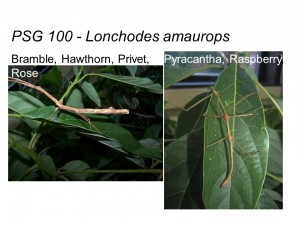 PSG 100 Lonchodes amaurops adult pair