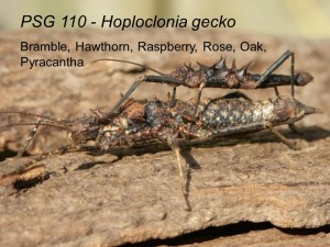 PSG 110 Hoploclonia gecko adult pair