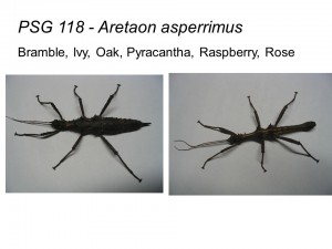 PSG 118 Aretaon asperrimus adult pair