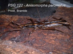 PSG 122 Anisomorpha paromalus adult pair