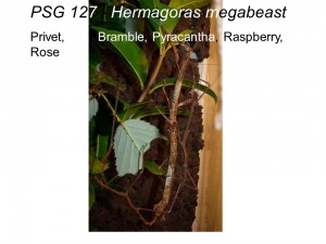 PSG 127 Hermagoras megabeast adult pair