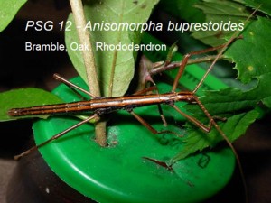 PSG 12 Anisomorpha buprestoides adult female