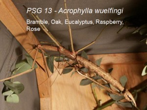 PSG 13 Acrophylla wuelfingi adult pair mating