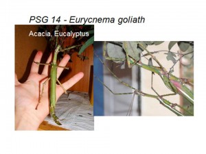 PSG 14 Eurycnema goliath adult female and male