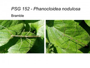 PSG 152 Phanocloidea nodulosa adult pair