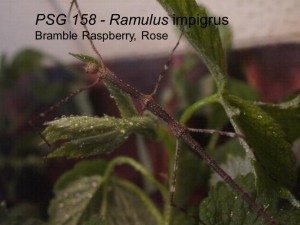 PSG 158 Ramulus impigrus adult